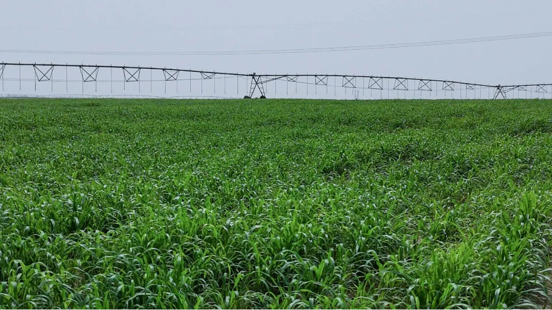 20241115162909132002