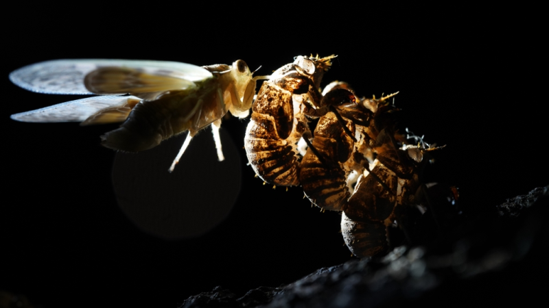 171fb6e6ae054325a2a0df107f4d486c